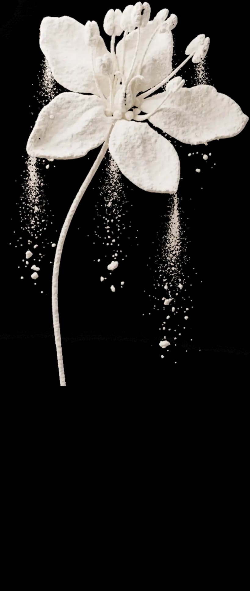 Fleur de sarrasin