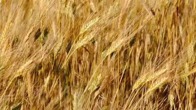 Champ de blé doré